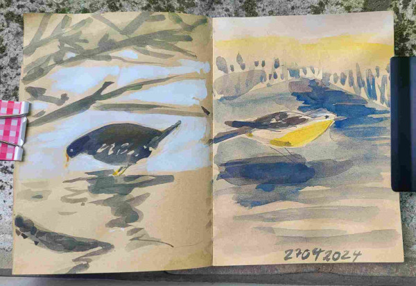 Aquarellskizze über zwei Seiten im kleinen Skizzenbuch auf gelblichem Papier: links ein Teichhuhn im Wasser, über dem Vogel ragen Äste ins Bild; rechte Seite  eine Schafstelze auf einer Straße zwischen Rapsfeldern