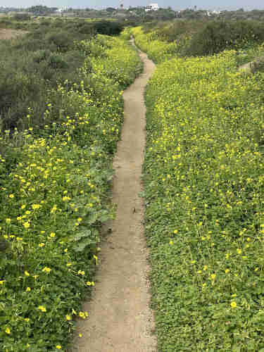 Narrow dirt path surrounded by lush greenery and yellow wildflowers with buildings in the distance under a cloudy sky.