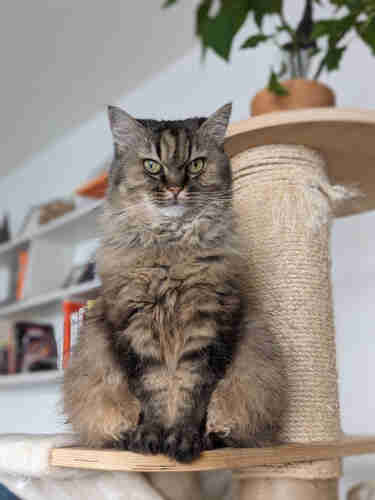 Portrait photo of my cat, sittint on a platform of her "tree".