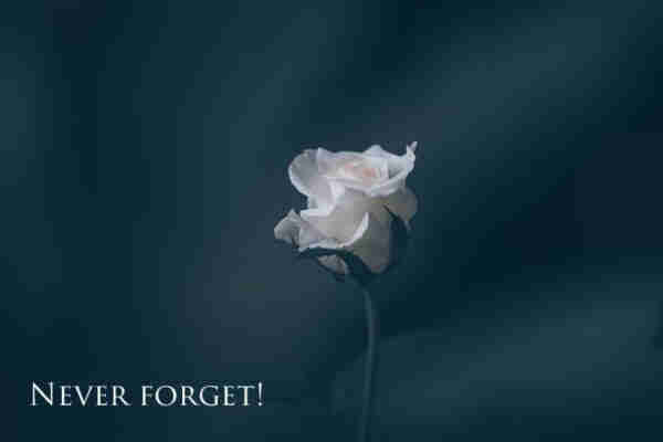NEVER FORGET!
Weiße Rose vor grauem Hintergrund