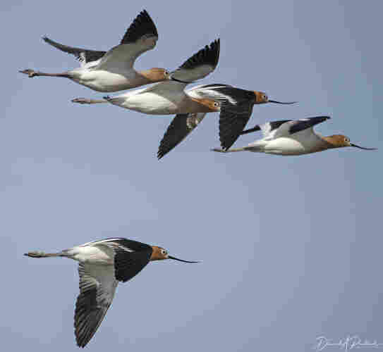 five mostly white birds with rusty heads, long upcurved bills, and black wingtips, flying in a tight formation