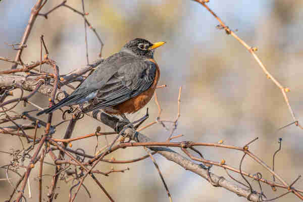 Image of an American robin perched on a tree branch next to a tangle of branches and leafless vines with indistinct blues and greens in the background. The robin is facing right leaving one eye visible. American robins have orange chest and belly feathers with white under-tail feathers, grey back feathers, dark grey-black wing and tail feathers, black head feathers with white and black mottled chin feathers, dark eyes surrounded by white eyeliner, orange-yellow beaks, and brown legs and feet." title="Image of an American robin perched on a crab apple tree branch with a few of last year's crab apples still attached and  with out of focus tree branches and a blue sky in the background. The robin is facing away from the camera but has its head turned left and over its right shoulder leaving one eye visible. American robins have orange chest and belly feathers with white under-tail feathers, grey back feathers, dark grey-black wing and tail feathers, black head feathers with white and black mottled chin feathers, dark eyes surrounded by white eyeliner, orange-yellow beaks, and brown legs and feet.">