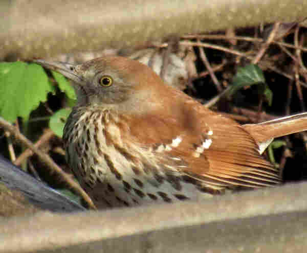 An alert and sharp-eyed bird with a fairly long bill and a bright yellow iris that you see in the glinting eye that is looking right at the camera. The bird has a bright rusty brown back and white wing bars. Its breast is mottled and striped with the same color. It seems to be huddled under a branch on the ground.