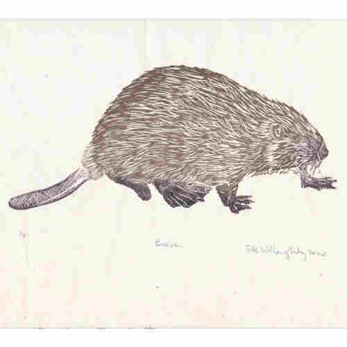 My linocut of a walking beaver viewed from the side in brown and black ink on delicate cream coloured washi paper.