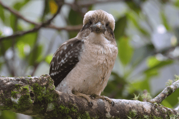 Medium sized bird with brown wings and dirty-white chest on a mossy branch gazing directly into the camera lens. Background is a grey sky seen through tangle of out of focus branches and leaves