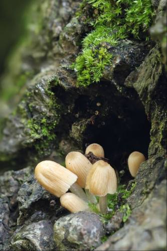 Closeup shot of a cluster of very small mushrooms growing in a depression in a tree trunk. They have white stalks and cream-coloured parabola-shaped caps with vertical lines down the side and darker tips. There's moss growing around them, above and behind the depression they're growing in, so it looks like a little cave with the mushrooms leaning out of the front