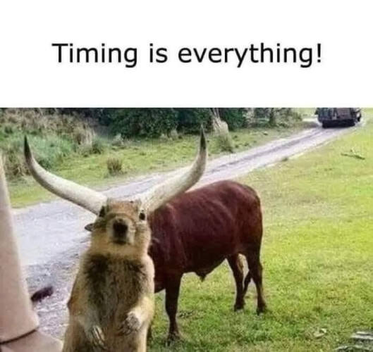 Picture a long horned bull standing in a field, a squirrel has photo-bombed the shot in the foreground & the bulls horns now appear to be coming from the squirrels head! 
The caption reads: “Timing is everything”