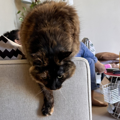A large tortie trying to jump out of a couch to get to a person 