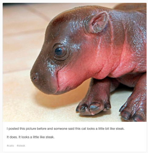 Picture of a baby hippo, innocently standing somewhere. Most of the hippo is brown, but it has very pink skin on the underside of its head and neck, as well as in the folds of which there are a few. 

Text from the meme: I posted this picture before and someone said this cat looks a little bit like steak. It does. It looks a little like steak. 