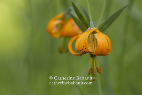 An orange flower with orange pistil. In the background there is another flower and green grass, both out of focus.