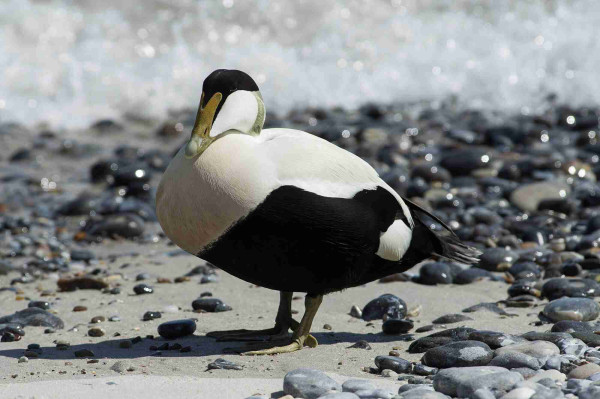 A male common eider, a large black and white duck with a black cap, green-yellow bill. He stands on a beach with waves crashing behind him
 I did not take this picture, it's a public domain image from Wikipedia, I am terrible at photographs and don't have a decent camera