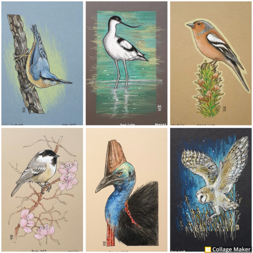 A photo collage of some of my bird drawings.  A Nuthatch, an avocet, a chaffinch, a coal tit, a cassowary and a barn owl.