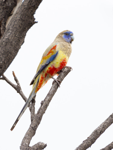 Parrot with blue face, red, yellow, and blue body and wing patches, on a stick