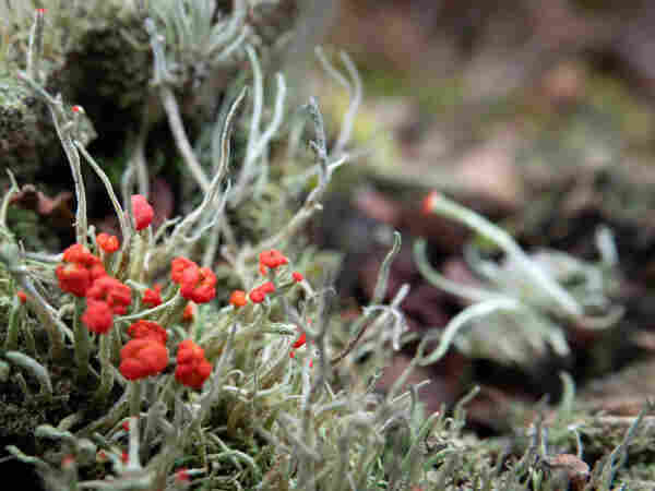 Cladonia lichen. Light greyish green stalks growing on a cut tree trunk. At the top of each stalk is a bright red bulbous growth, maybe a fruit?