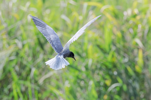 a black tern flying with it's wings spread outagainst a green background (reedbed) 