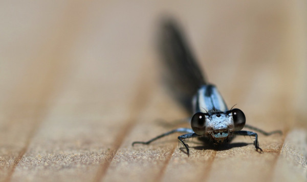 Macro photograph of a blue damselfly, taken directly facing the insect, showing its big black eyes, on a blond and veined wooded surface. Small transparent hair can be seen on the head and face of the insect, and big black hair a the end on the front legs.