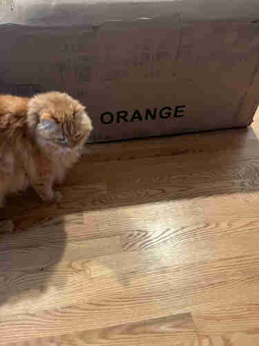 My orange cat standing next to a box that says Orange
