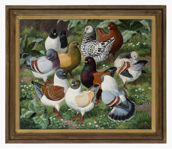 “The fashion parade presents the viewer with a kaleidoscopic perfection of balance, a compositional structure that marries aesthetics and subject matter with execution and natural form. The dark central pigeon, dominating the centre of the painting, is balanced by the lighter birds that encircle it - their striking plumage set off by the rich range of greens of the foliage, and punctuated by the pinks of their legs. The scattered leaves and constellations of daisies (not too many, not too few) frame the pigeons, and work together to help create a faultless visual equilibrium, designed, harmonised, and executed by the hand of a master.”