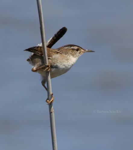 A Marsh Wren is perched on reed looking fiercely to the right