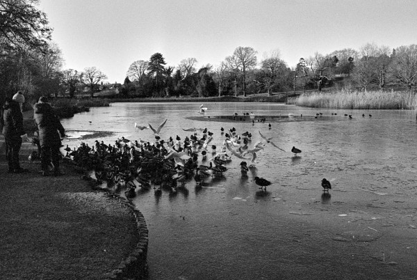 An icy lake surrounded by trees. In the foreground, two people bundled up in winter clothes are feeding a large mob of ducks and gulls, some of the latter in flight. Black and white photo.