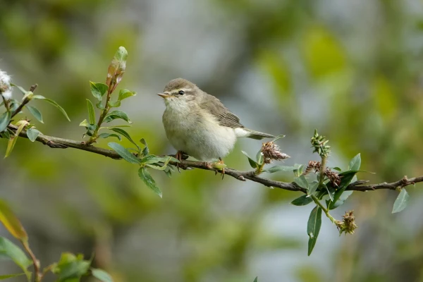 A willow warbler sitting on a branch of a .... [drum roll] willow.