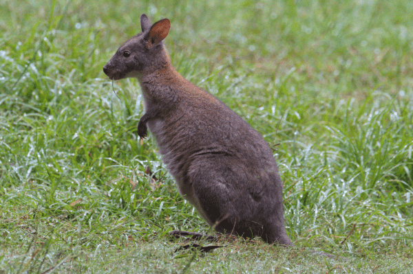 Small mostly grey wallaby in profile facing to left of shot with blade of grass hanging from its mouth against a background of wet grass