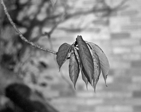 A bunch of half a dozen narrow pointed leaves, dar and mottled, hangs at the end of a long twig that curves from top left into the centre of the frame. An out of focus brick wall and some other plants are in the background. The photographers shadow can be seen bottom left. Black and white photo.