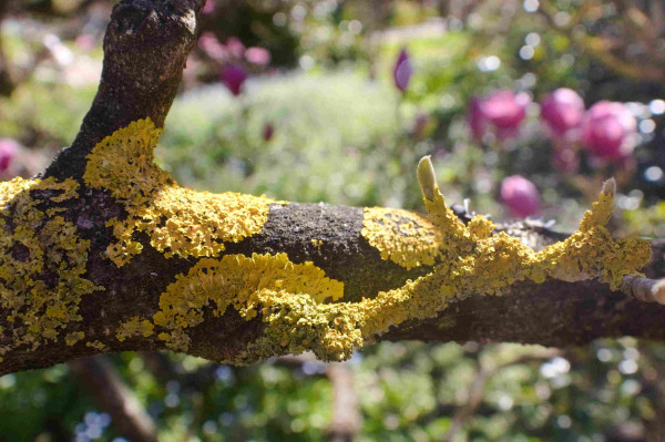 bright yellow patches of lichen on a magnolia branch, with deep pink magnolias visible out of focus in the background