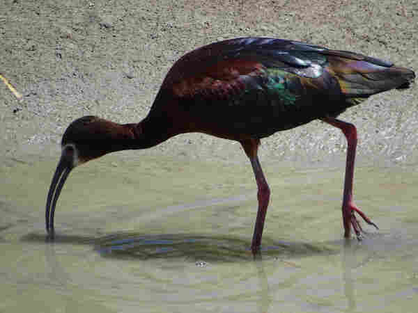A dark red-brown bird moves through the shallow water along a muddy shore of a canal in search of something to eat. It's head is lowered, the white outlined pink face looking down over a long curved beak that is partially open. Long pink legs support the large oval body, one foot raised as it moved forward. The feathers on the wings and tail are lit by the sun, revealing the iridescent green, dark blue, purple, gold, and pink coloring.