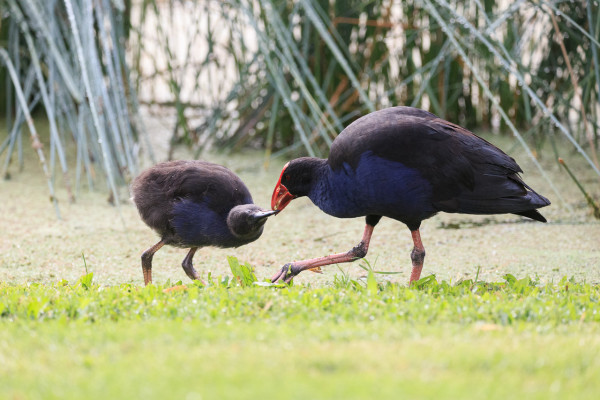 A parent Australasian Swamphen feeds its chick some grass it has pulled up with its strong beak. 
In the background is the lake surface, covered with duckweed and reeds. 