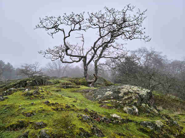 This image was taken on a foggy afternoon, on a rocky hillside in Victoria's Beacon Hill Park. The main subject is a gnarly Garry Oak, somewhat silhouetted against a gray sky. Most of the rocky outcrop in the foreground is covered with various mosses and lichens. In the background, shrouded in fog, are more Garry Oaks and a few Douglas Firs.