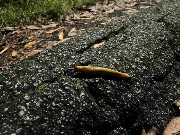 A banana slug in the dark