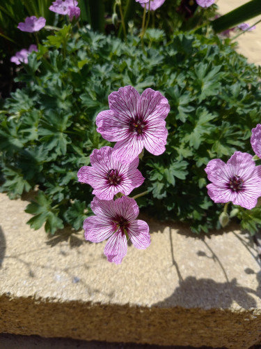 Several small flowers sitting above green foliage that has a pincushion shape. The flowers are medium pink with dark pink markings that are kind of like veins, or even topography lines on a map.