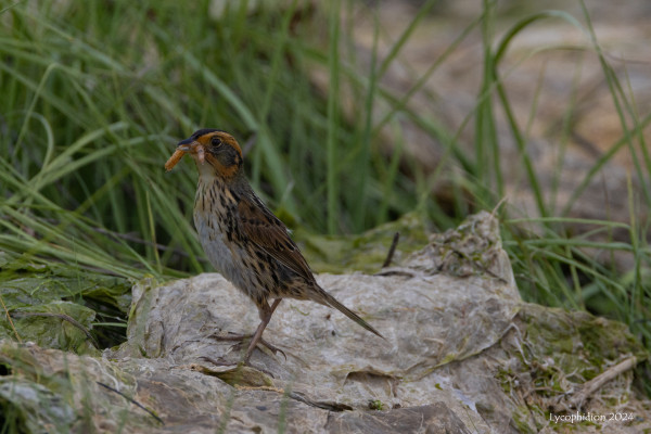 Saltmarsh Sparrow perched on a sheet of dried algae amid cordgrass with larvae in her bill, brought for her chick. 