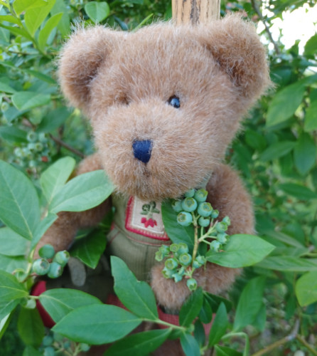A ten inch tall, light brown teddy bear in green overalls sits looking directly at the camera. He is holding a beet in his right paw.  There is a bunch of beets embroidered on the bib of his overalls.  In his left paw he is holding a cluster of blueberries, still green and small, but showing promise.  All is surrounded by green blueberry foliage.
