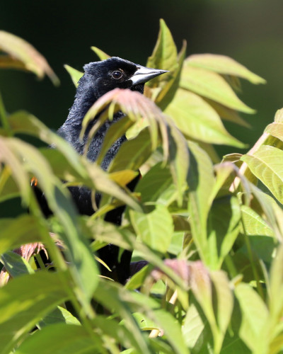 A male Red-winged Blackbird, a glossy black bird with red and yellow shoulder epaulets, peaks out from behind some leaves and plots against the person with the camera.