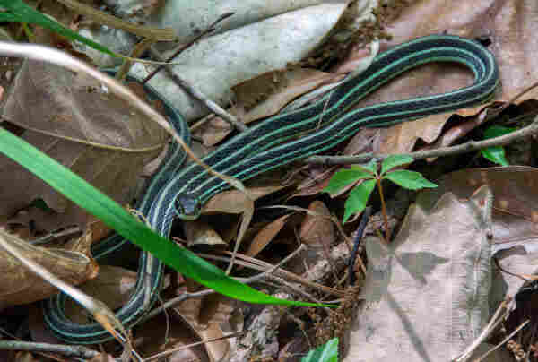 A small ribbon snake, black with long greenish stripes, sits loosely curled on the dead leaves on the forest floor