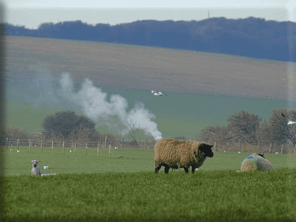 A sheep standing in front of a steam train in the precise orientation to make it look like smoke is rising from its ass.