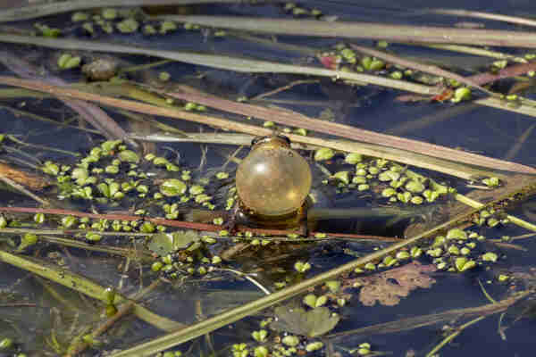 A small chorus frog mid croak as it stand on aquatic plants in a pond. Its yellow throat is fully inflated into a translucent sphere with little dots at the bottom of it. The frog is viewed from head on so its nose and eyes are just poking up over the orb. Its front legs are also visible splayed out a bit and bracing against the plant matter in the water