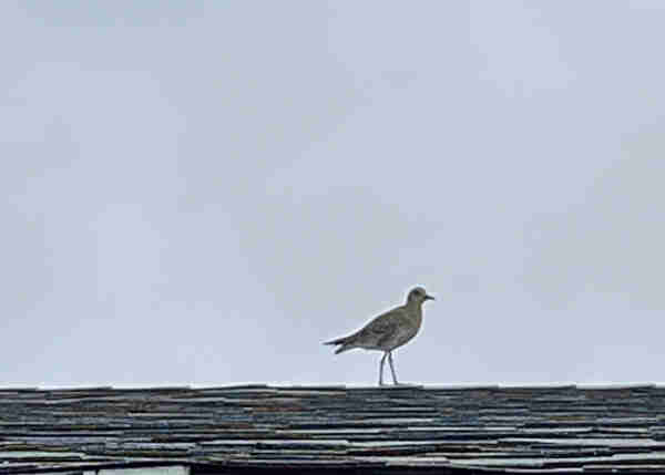 A kōlea friend perched on my roof. We like watching them peet around with their little legs. (Aka pacific golden plover)