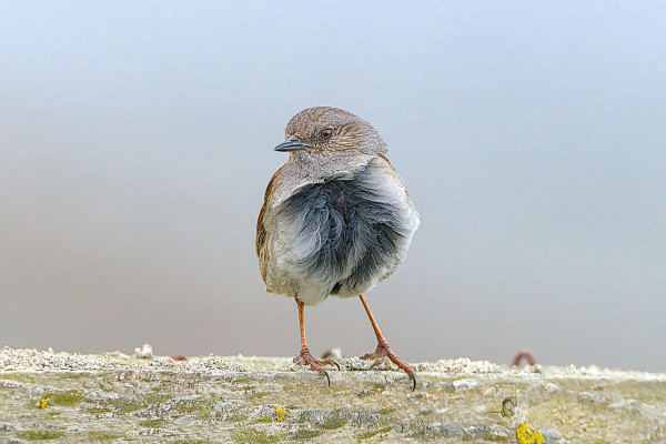 A Dunnock stands on a lichen covered rail, head turned to the left, wind is blowing the breast feathers in a whirl.