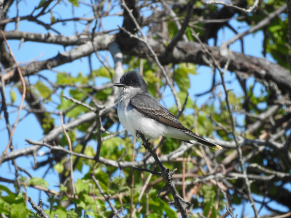 A medium sized flycatcher, black on top and clean white on bottom with a strong, pointed black bill perches on a bare branch overlooking a clearing