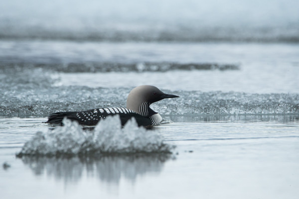 A Pacific Loon gliding through fractured lake ice. The bird has a grey head that shades to black on its face. Red eyes and a sharp beak. It has a black body with white squares on its back, black and white stripes along the side of its neck, a black throat, and black and white stripes on its breast. 