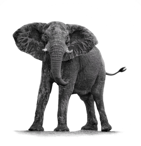 A black and white minimalism edit of an elephant on the Okavango Delta moments before she charged. Her ears are completely fanned out and tail in the air