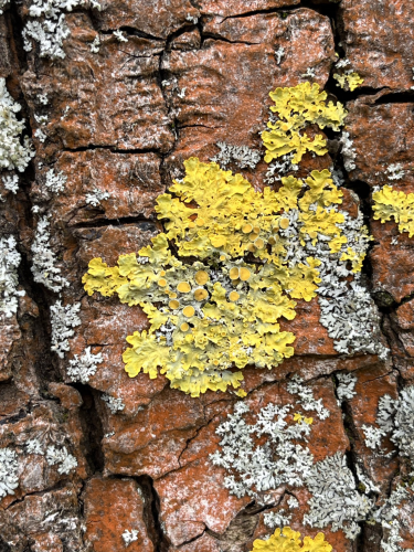 Yellow lichen on red-brown tree bark, closeup photo