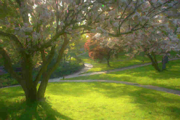 A cherry blossom tree stands in the foreground, framing a three-fork network of walkways leading through the lush greenery of High Park in Toronto, Ontario, with a painting effect applied. 