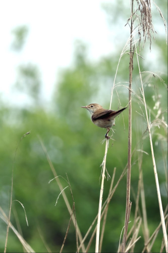 A small brown and grey bird clings to the arching stem of a flowering water reed. The bird looks to the left, with blurry trees and sky in the background