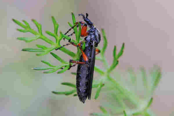 A female March fly is perched near the end of a lacy fennel leaf, in profile. Her body is long and slender, mostly black with lighter hair. Her legs are rufous (rusty orange) with black near joints. Her head is small and elongated.