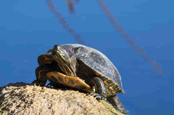 a pond slider turtle sun-bathes on top of a rock. it has its eyes closed, and is clearly enjoying the moment