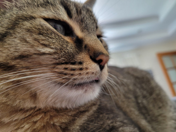 Closeup of the face of a fuzzy brown tabby in 3/4 profile. His light green eyes are half closed, and a tiny piece of pink tongue is showing at his closed mouth.